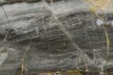 Polished Linella Avis Stromatolite - Million Years #180028-1